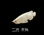 <工房　木魚>シルバーアロワナ(タカノツメ)